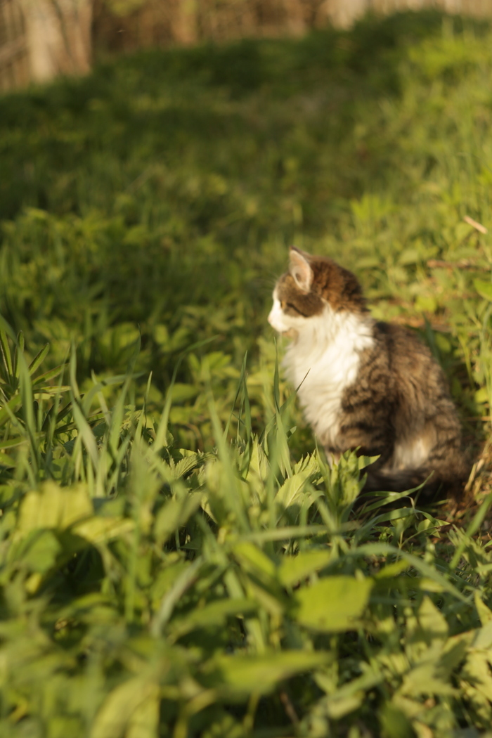 фото и текст авторские. Фото сделаны мануальной оптикой на цифровой (не пленочный) аппарат