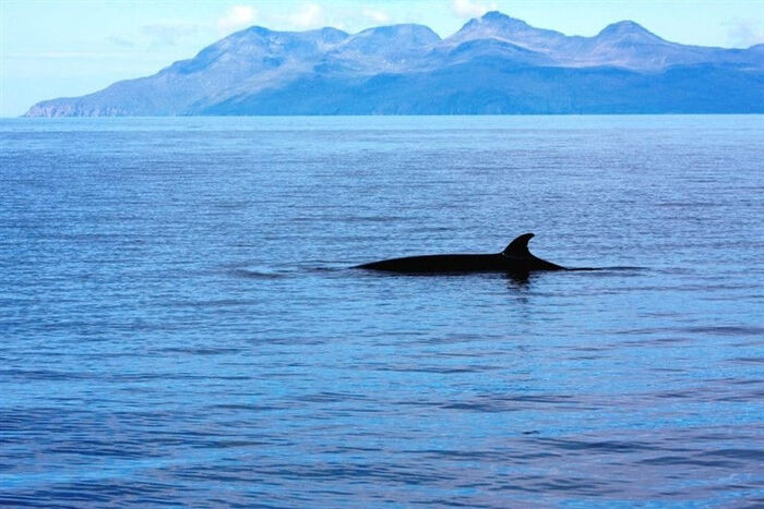 �������� ����������