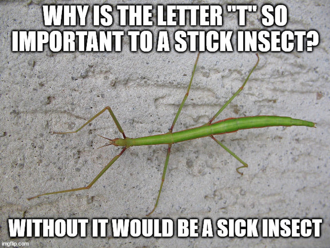  <a href="https://pikabu.ru/story/stick_insect_11122179?u=https%3A%2F%2Fru.wikipedia.org%2Fwiki%2F%25D0%259F%25D0%25B0%25D0%25BB%25D0%25BE%25D1%2587%25D0%25BD%25D0%25B8%25D0%25BA_%25D0%25B5%25D0%25B2%25D1%2580%25D0%25BE%25D0%25BF%25D0%25B5%25D0%25B9%25D1%2581%25D0%25BA%25D0%25B8%25D0%25B9&t=%D0%BE%D1%82%D1%81%D1%8E%D0%B4%D0%B0&h=8e47c762ba2093fde27c8e83e0ba4f727b02e44f" title="https://ru.wikipedia.org/wiki/%D0%9F%D0%B0%D0%BB%D0%BE%D1%87%D0%BD%D0%B8%D0%BA_%D0%B5%D0%B2%D1%80%D0..." target="_blank" rel="nofollow noopener"></a>,   <a href="https://pikabu.ru/story/stick_insect_11122179?u=https%3A%2F%2Fjokes.one%2Fjoke%2Fwhy-is-the-letter-t-so-important-to-a-stick-insect&t=%D0%BE%D1%82%D1%81%D1%8E%D0%B4%D0%B0&h=abf2691c7c8e31d8fad09820cb3d7f143b31dce9" title="https://jokes.one/joke/why-is-the-letter-t-so-important-to-a-stick-insect" target="_blank" rel="nofollow noopener"></a>.
