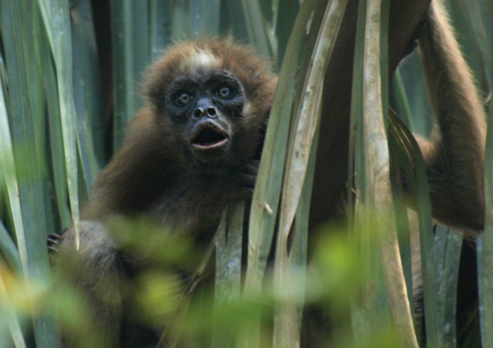 Если бы йети существовал, наверняка он выглядел бы как-то так.