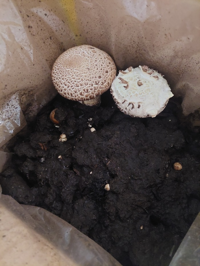 Выращиваю грибы: сбор урожая Огород, Огород на подоконнике, Грибы, Шампиньоны, Длиннопост