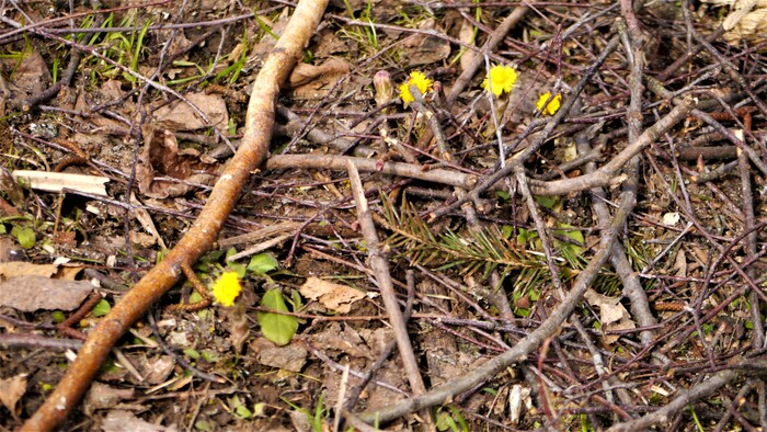 ����� ������