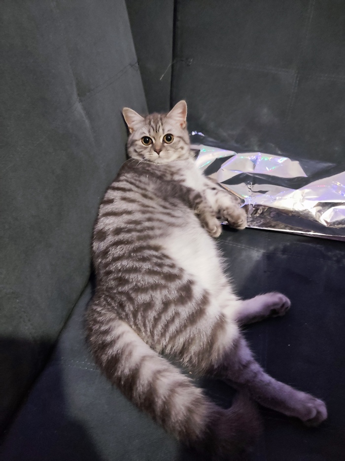 Буцепопотам классический