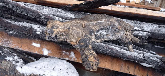 ����� ������