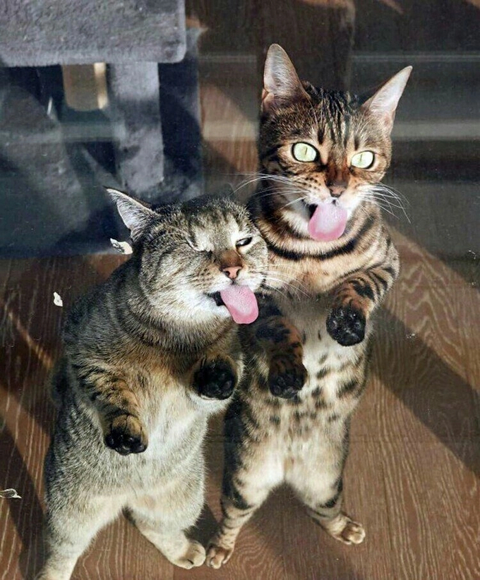    ,  , 