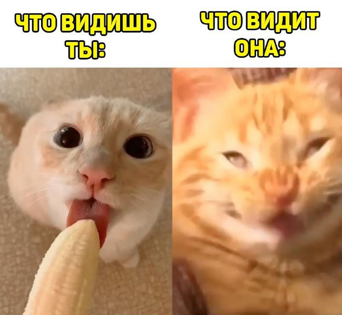    , Telegram (),   , 