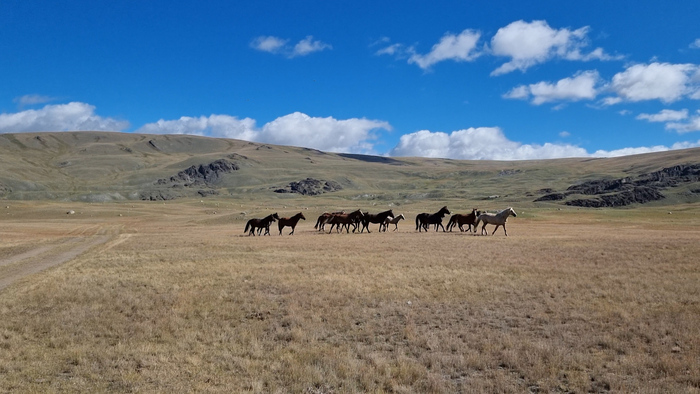 Любопытствующие жители долины