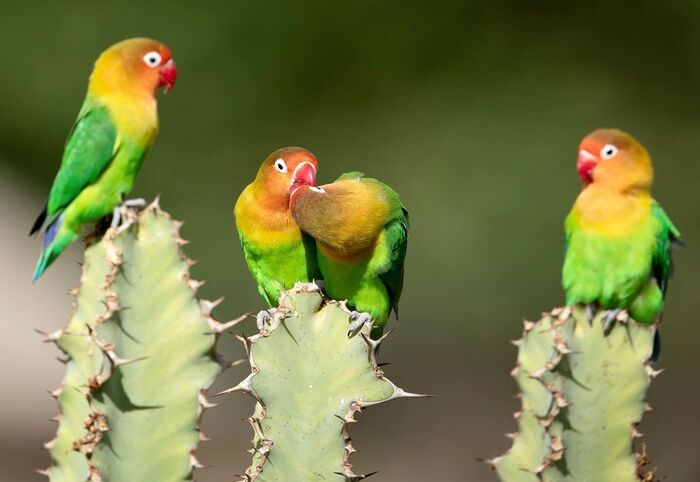 Неразлучники | Пикабу