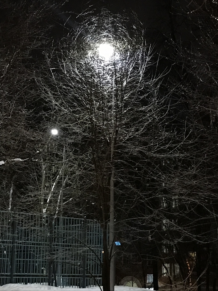 Хрустальная паутина оплела деревья после ледяного дождя