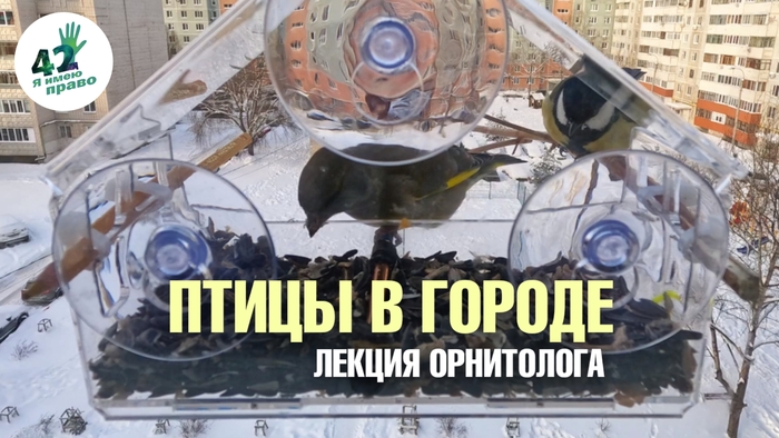 О птицах в городе. Лекция…