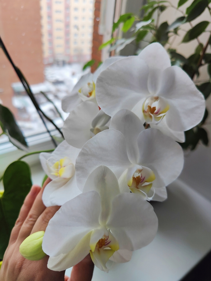 Февральская Орхидеи, Цветы, Фаленопсис, Белый, Мобильная фотография
