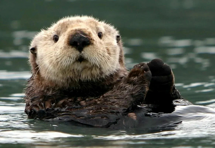 Снова калан