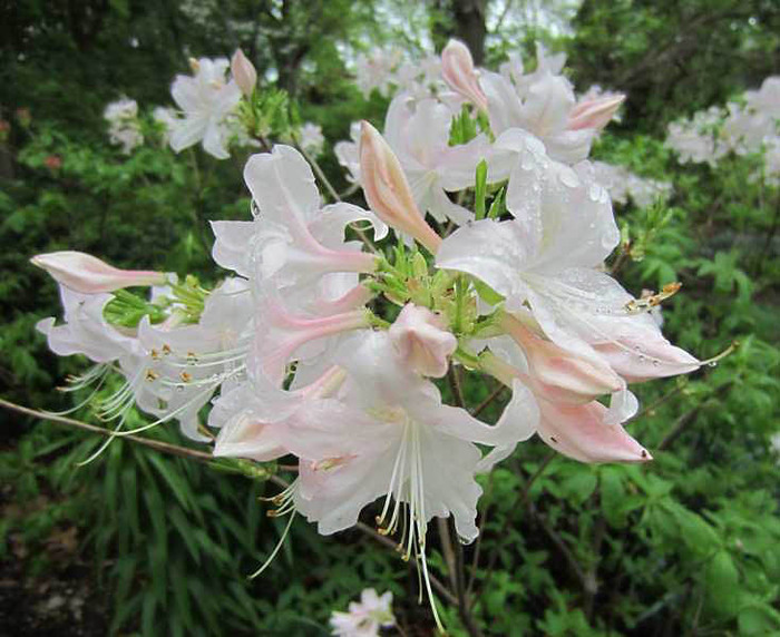 Missouri Botanical Garden