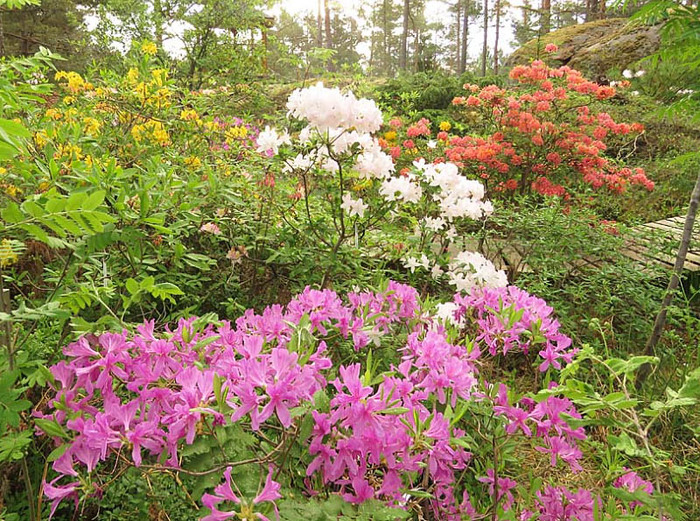 Rhododendron '<a href="https://pikabu.ru/story/rododendron_white_lights_11134121?u=https%3A%2F%2Fgardenmodern.ru%2Frododendron-lilac-lights%2F&t=Lilac%20Lights&h=970f0dc5164af72e820aa8ff296c38d259c23c81" title="https://gardenmodern.ru/rododendron-lilac-lights/" target="_blank" rel="nofollow noopener">Lilac Lights</a>', 'White Lights'  'Aamurusko' / : Kristian Theqvist
