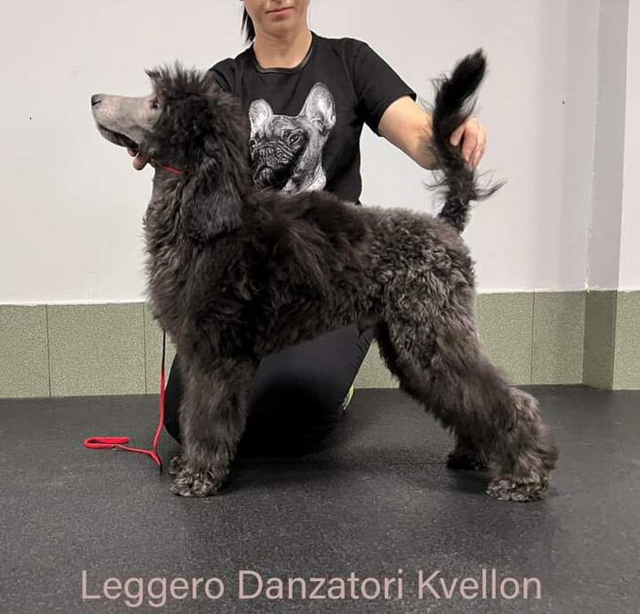 Leggero Danzatori Kvellon