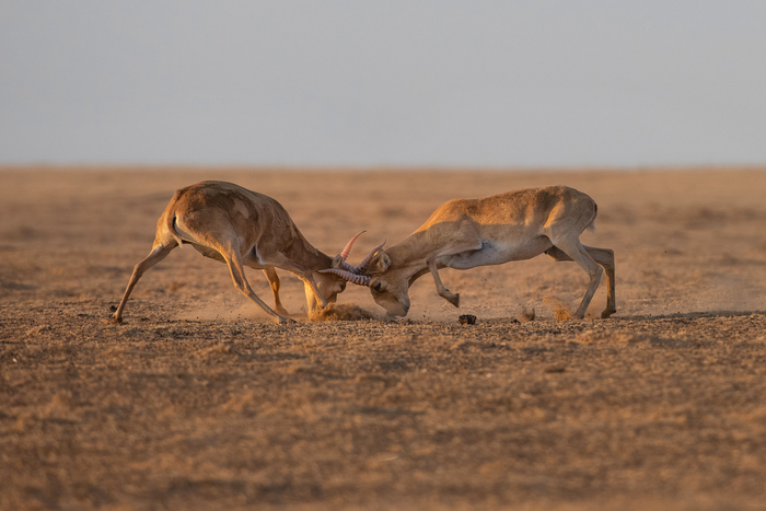 Битва в степи. Фото: Роман Лобанов, снято в заказнике "Степной"