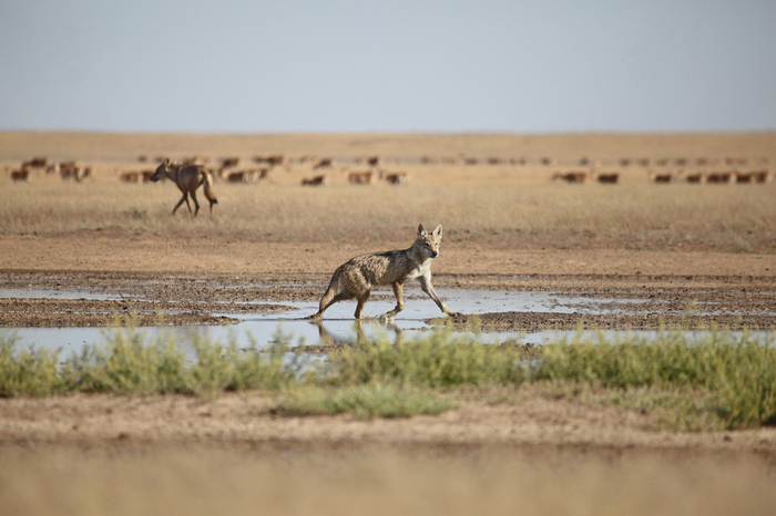Фото: Николай Степкин, снято в заказнике "Степной"
