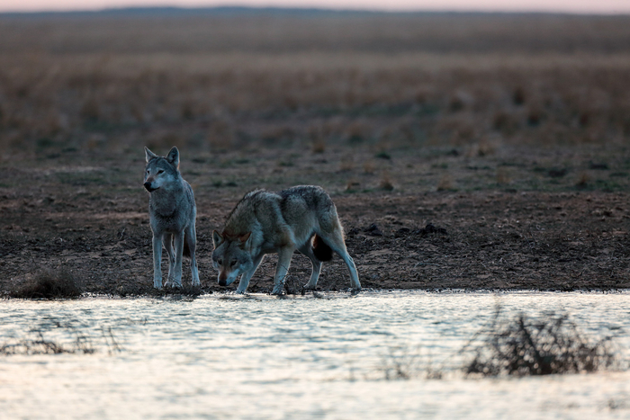 Фото: Евгений Полонский, снято в заказнике "Степной"