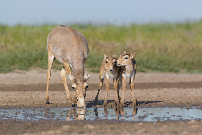 Сайгачата с мамой. Фото: Андрей Гилёв, снято в заказнике "Степной"