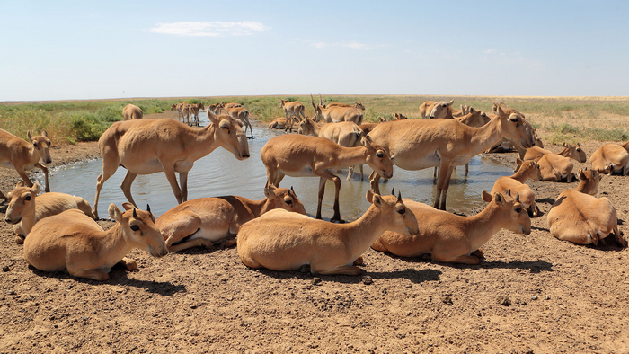 Тихий час. Фото: Евгений Полонский, снято в заказнике «Степной»