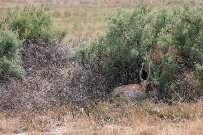 Сайгак прячется от солнца. Фото: Владимир Алексеев, снято в заповеднике «Чёрные земли»