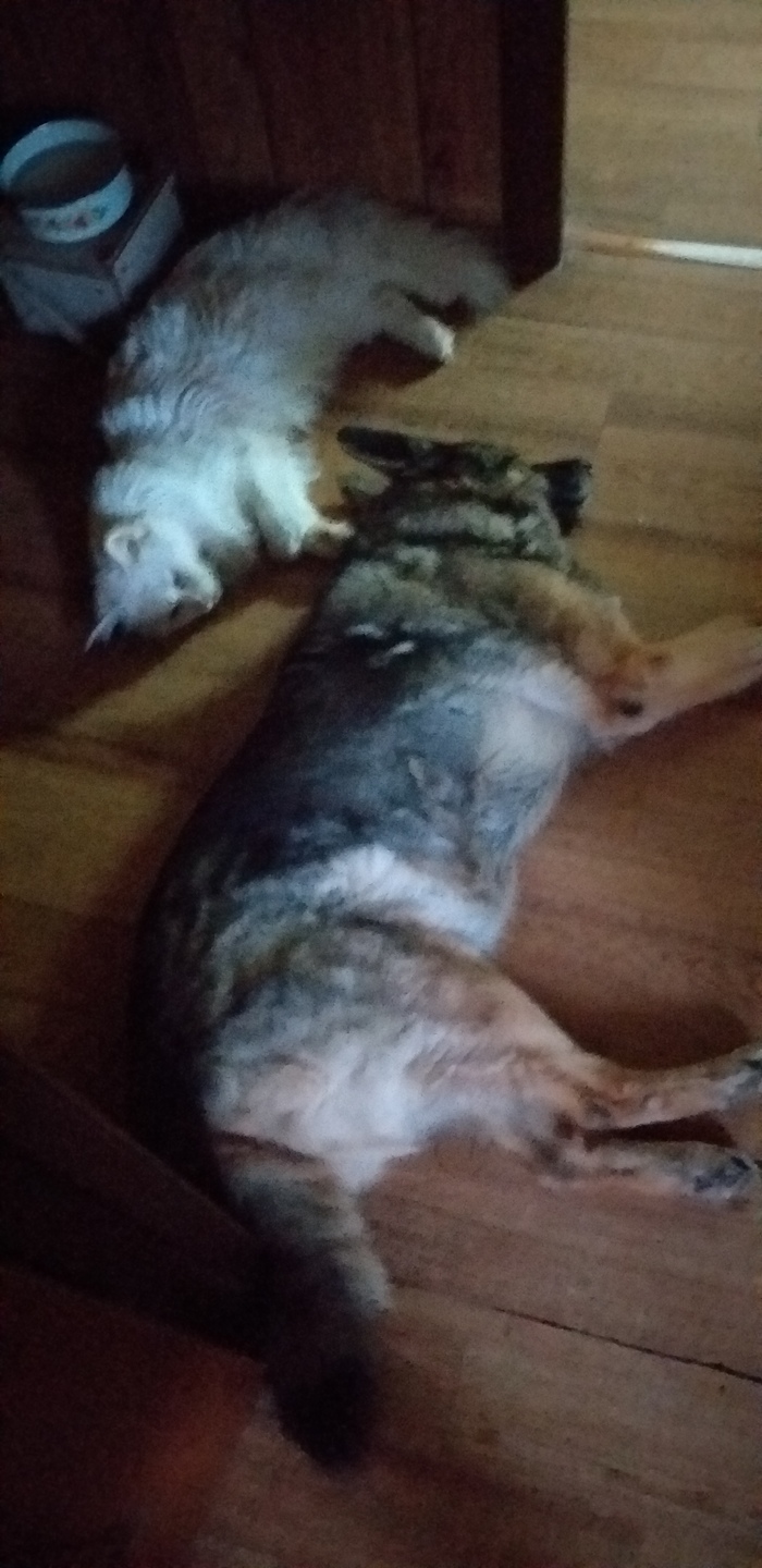 �������� 17 ���