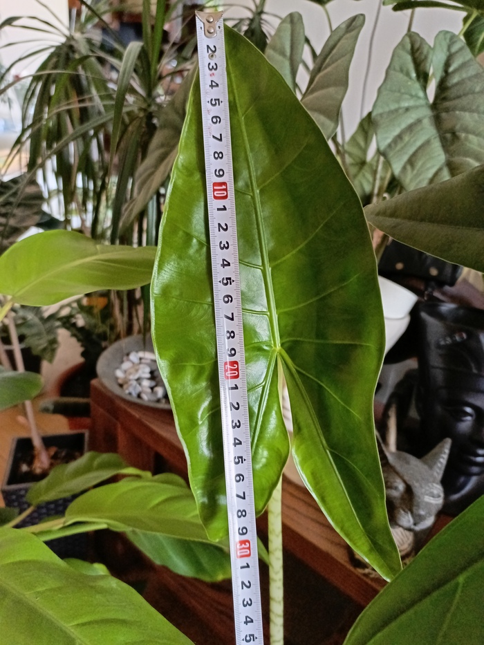 .)    ,   ,         . &#xAF;\_(&#x30C4;)_/&#xAF;