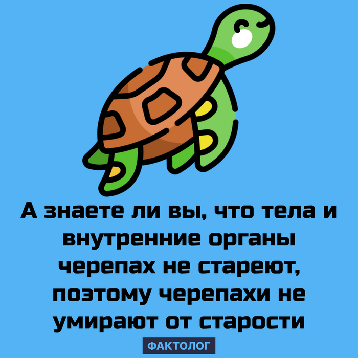 Черепаху, ставшую инвалидом от секса, поставили на колеса - insidersexx.ru | Новости