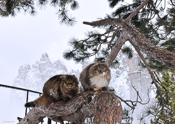 На фоне Ай-Петри