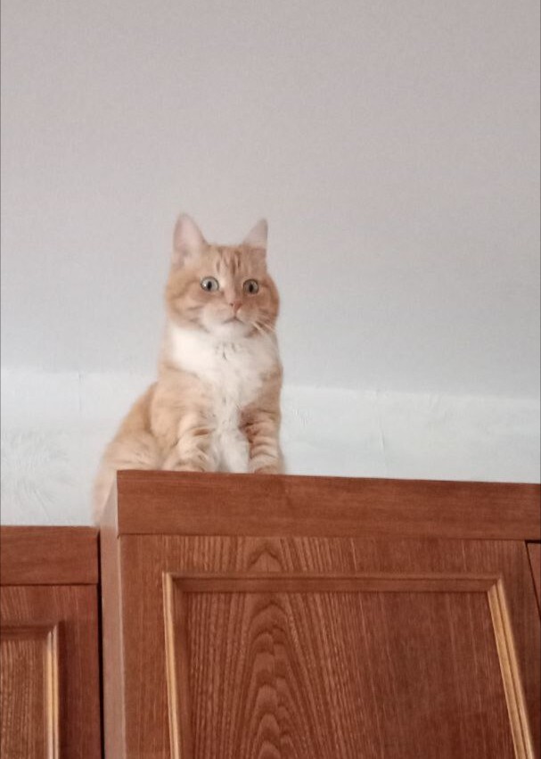 Кот готовится к переезду