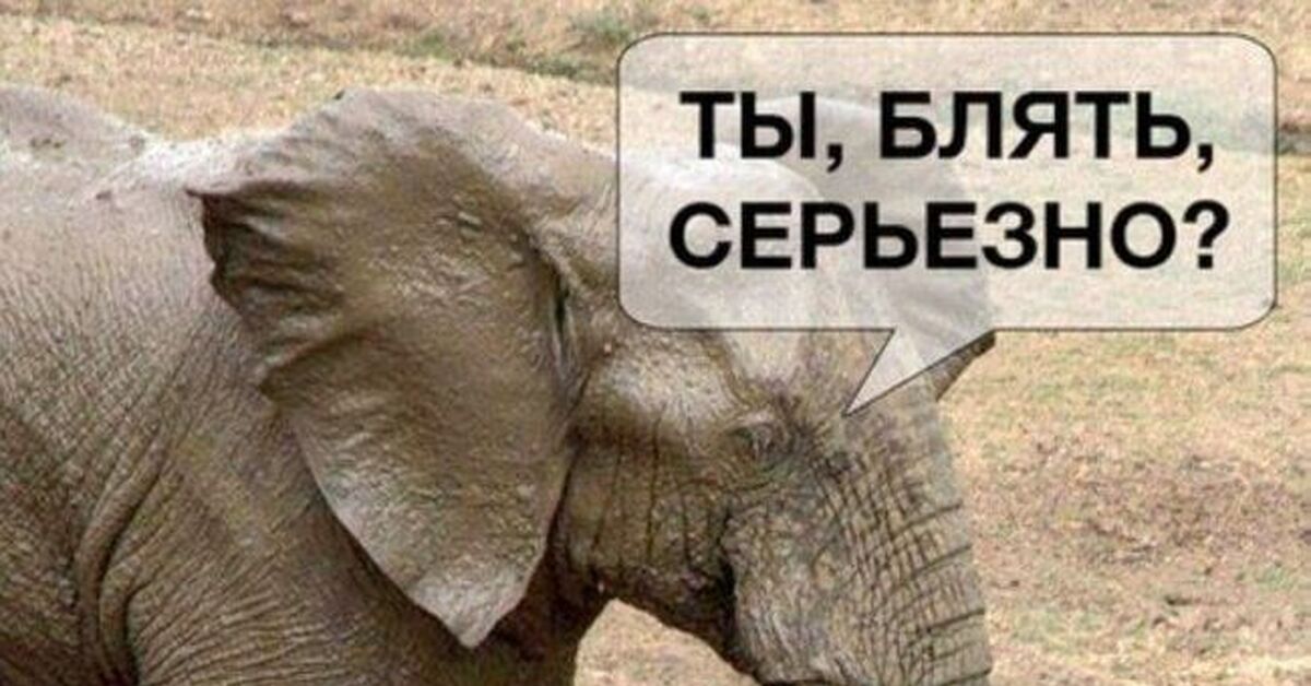 Кусь | Пикабу