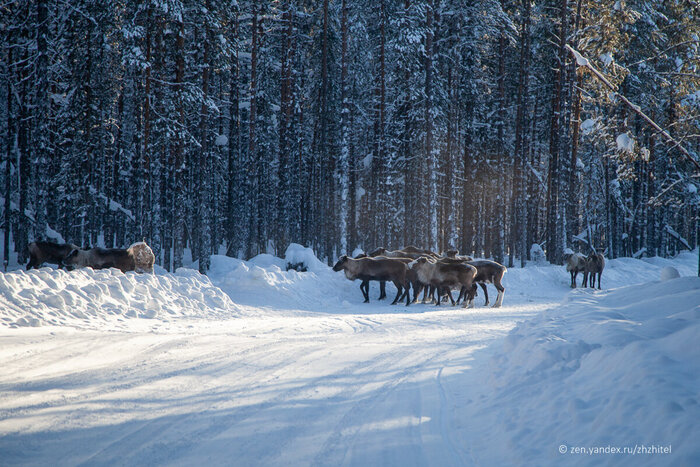 Олени на дороге в лесу