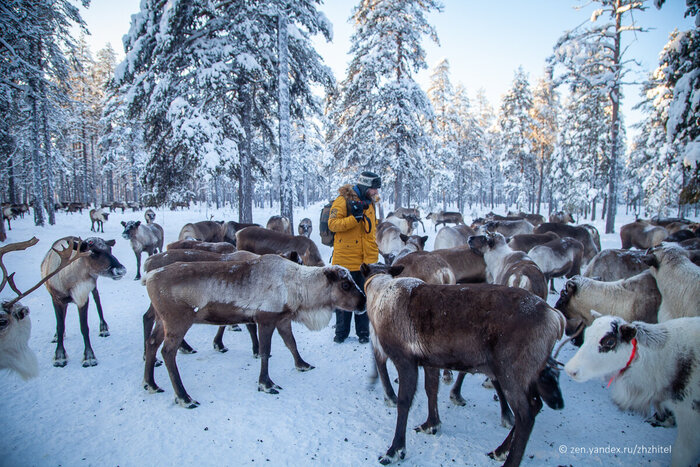 Олени — интересные и любопытные животные