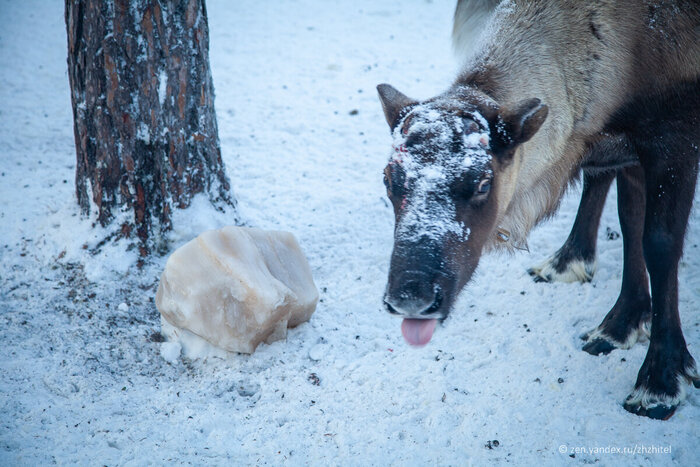 Кусок соли для оленей