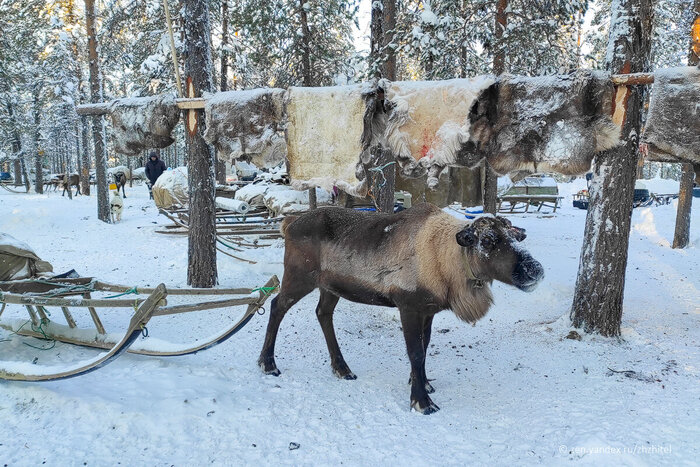 Олени, сани. Рядом шкуры