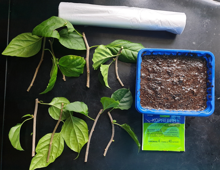        ,   -   .   -             ,    ,  )