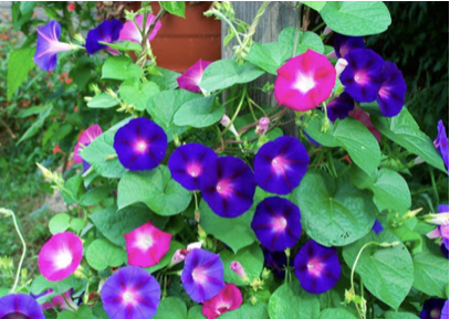 ������� ������������ �� ��������� ��������������� �� ����������� �� ���� ������ �����������