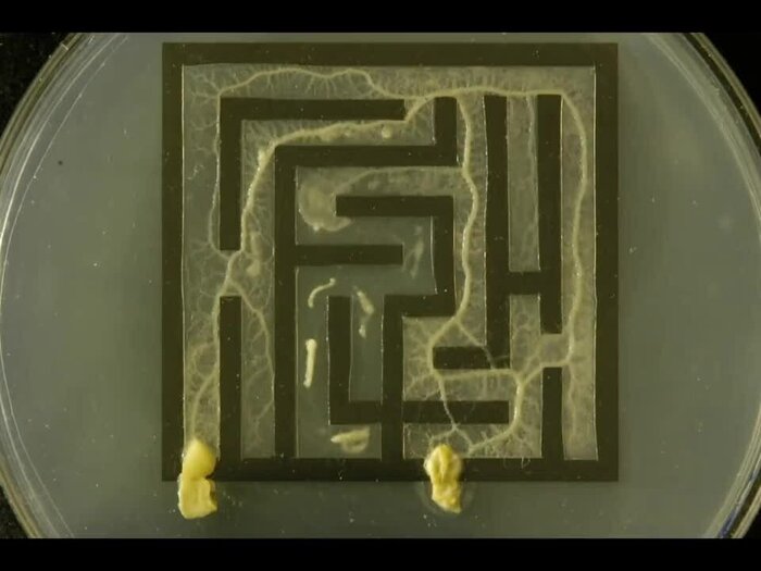 Существо без мозга, которое решает задачи и управляет чужим сознанием Грибы, Тихая охота, Грибники, Эксперимент, Детский журнал, Научпоп, Инопланетяне, Длиннопост Существо без мозга, которое решает задачи и управляет чужим сознанием Грибы, Тихая охота, Грибники, Эксперимент, Детский журнал, Научпоп, Инопланетяне, Длиннопост