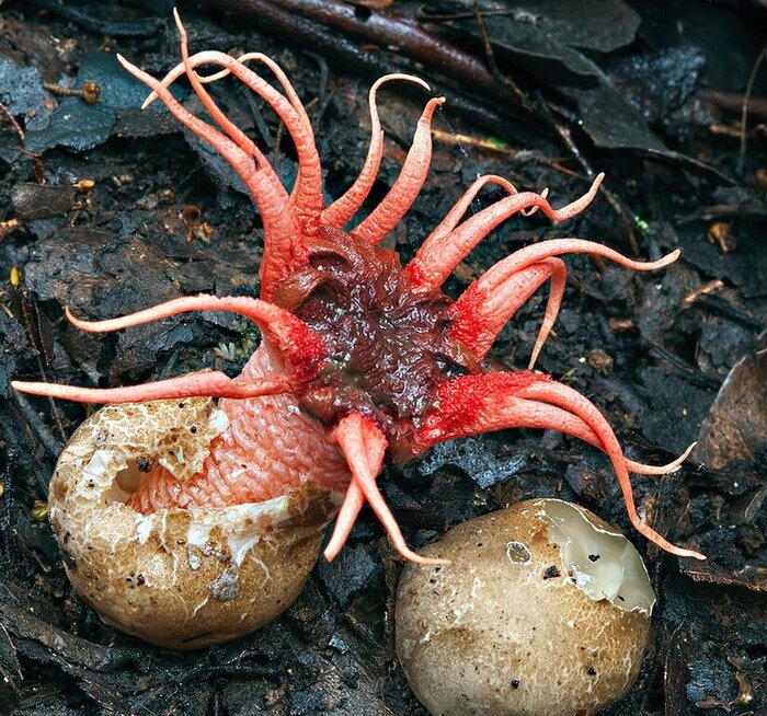 Существо без мозга, которое решает задачи и управляет чужим сознанием Грибы, Тихая охота, Грибники, Эксперимент, Детский журнал, Научпоп, Инопланетяне, Длиннопост Существо без мозга, которое решает задачи и управляет чужим сознанием Грибы, Тихая охота, Грибники, Эксперимент, Детский журнал, Научпоп, Инопланетяне, Длиннопост