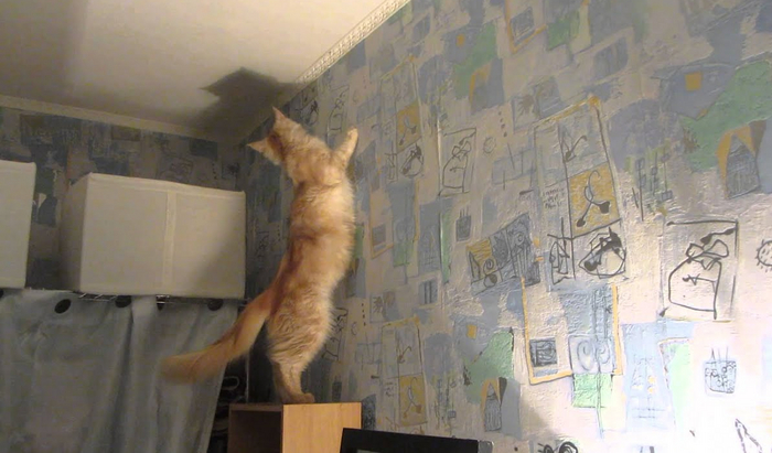 Как себя ведёт кошка в доме, если она чувствует плохую энергетику: основные признаки