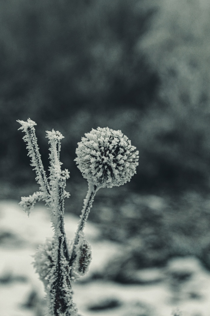 "Рано расцвела"