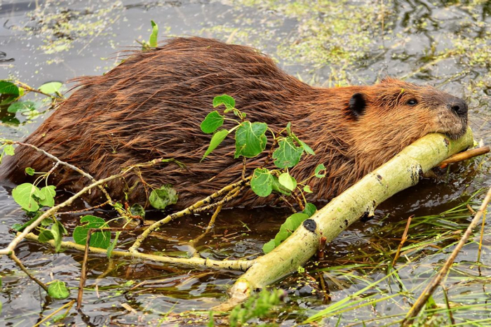 У бобра сильны не только челюсти. В зверушке до 30 кило веса, поэтому она без особых проблем таскает ветки и стволы в зону стройки.