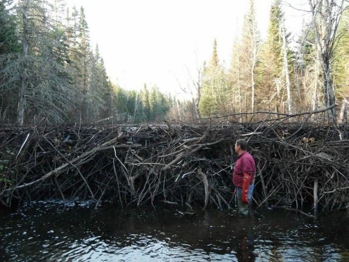 Если вы вдруг подумали, что снести бобровую плотину ничего не стоит, прикрепляем это фото.
