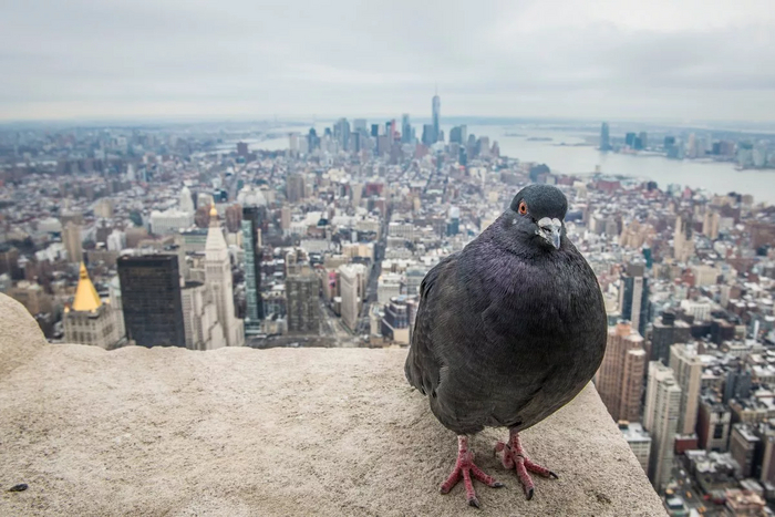 Добро пожаловать в Нью-Йорк. Я ваш личный гид по городу. Покажу вам самые крутые крыши этого города!