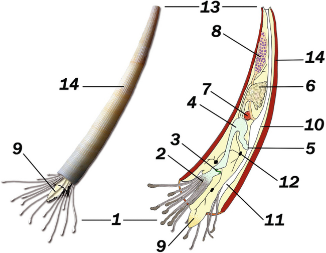 Это существо настолько скрытное, что даже нормальных картинок с ним нет!