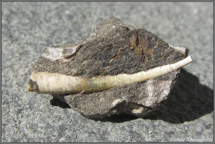 А вдруг, это действительно чей-то клык, а не раковина моллюска?!