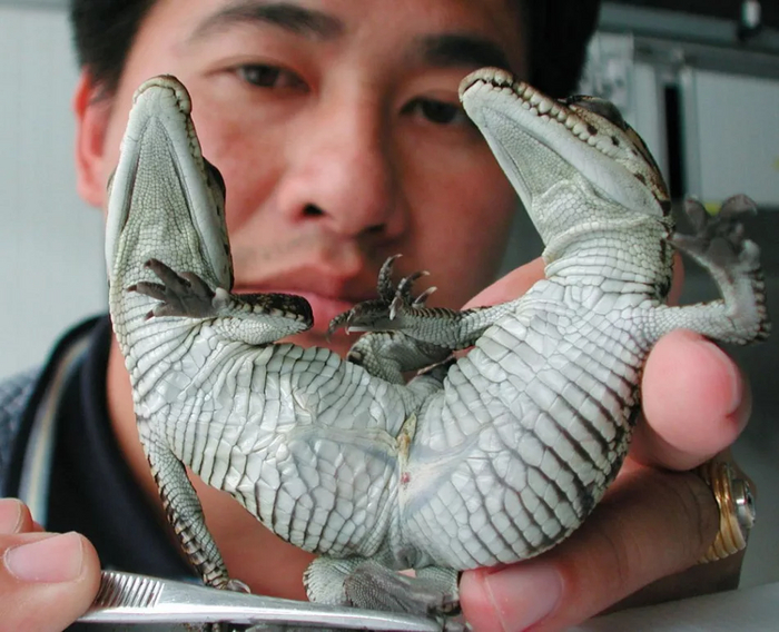 Двуглавый крокодил мог бы стать гербом какой-нибудь страны. Если серьезно, то особей с такой слабой "склейкой" при желании можно прооперировать и спасти.