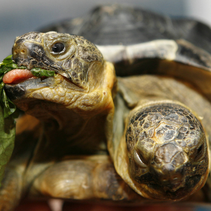 Пищевод у близнецов либо сливается в один, либо у одной головы он заканчивается тупиком. Но могут быть и иные варианты.