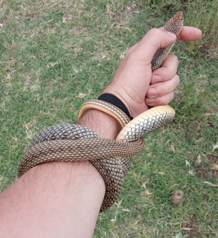  (Dolichophis caspius).   
