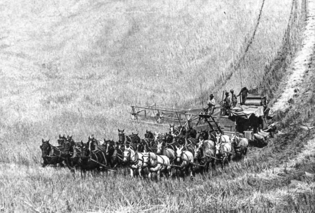 33 лошадиных силы США, Жатва, Лошади, Много, 1902, Фотография, Черно-белое фото